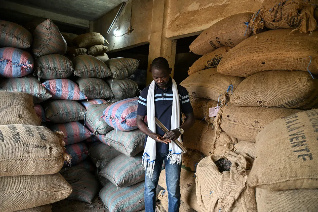 Cacao en Côte d'Ivoire : dans le Haut-Sassandra, les planteurs pris entre chute des prix et exode vers le Libéria