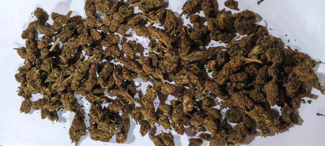 Daloa : un individu interpellé avec 10 kg de cannabis dans le cadre de l'opération Épervier XI