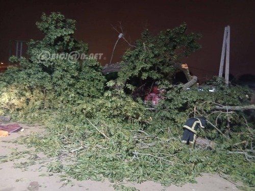 Bouaké : la chute d'un fromager fait 3 morts et 3 blessés graves au quartier Nimbo